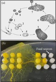 Attēlu rezultāti vaicājumam “Physarum nitens spores”