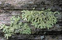 Attēlu rezultāti vaicājumam “Parmeliopsis ambigua”