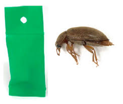 Attēlu rezultāti vaicājumam “Byturus tomentosus”