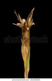 Attēlu rezultāti vaicājumam “Dianthus deltoides bud”