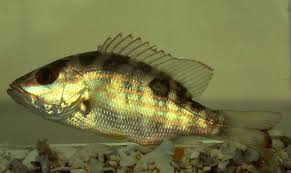 Image result for Lutjanus synagris