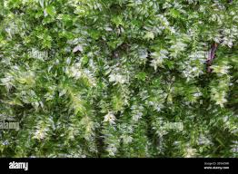 Attēlu rezultāti vaicājumam “Plagiothecium nemorale”