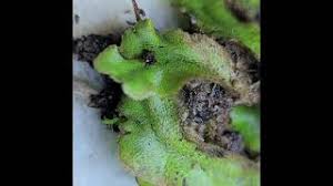 Attēlu rezultāti vaicājumam “Conocephalum salebrosum sporophyte”