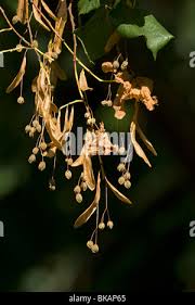 Attēlu rezultāti vaicājumam “Tilia platyphyllos Laciniata fruit”
