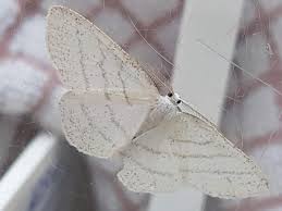 Attēlu rezultāti vaicājumam “Cabera pusaria male”