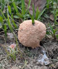 Attēlu rezultāti vaicājumam “Didymium serpula spores”