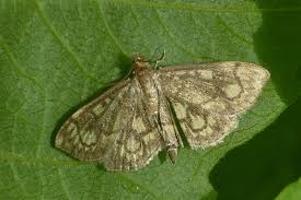 Attēlu rezultāti vaicājumam “Anania stachydalis”