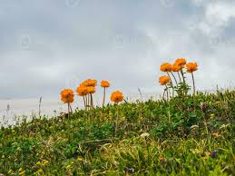 Image result for Trollblume