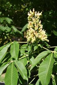 Attēlu rezultāti vaicājumam “Aesculus flava leaf”
