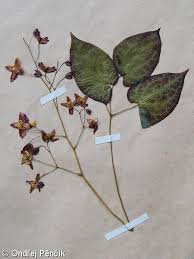 Attēlu rezultāti vaicājumam “Epimedium alpinum”