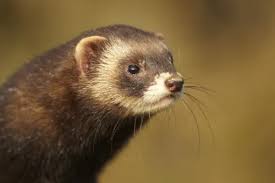 Attēlu rezultāti vaicājumam “Mustela putorius”