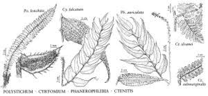 Attēlu rezultāti vaicājumam “Polystichum lonchitis”