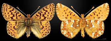 Attēlu rezultāti vaicājumam “Boloria aquilonaris upperside”