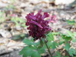 Attēlu rezultāti vaicājumam “Corydalis cava fruit”