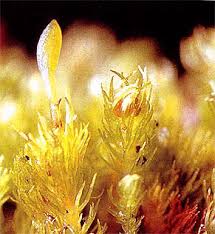 Attēlu rezultāti vaicājumam “Homomallium incurvatum”