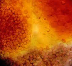 Attēlu rezultāti vaicājumam “Licea pusilla macro”