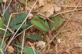 Image result for pohon semalu images