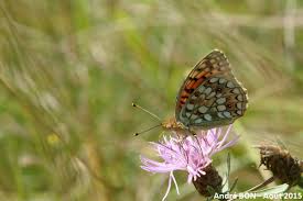 Attēlu rezultāti vaicājumam “Argynnis niobe underside”
