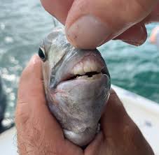 Image result for Archosargus probatocephalus