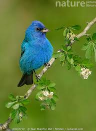 Image result for Passerina cyanea