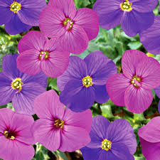 Image result for Aubrieta hybrida (cultorum)