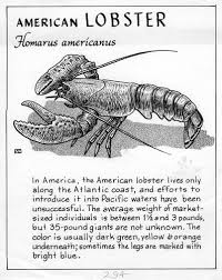 Image result for Homarus americanus