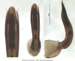 Attēlu rezultāti vaicājumam “Anisotoma humeralis”