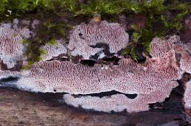 Attēlu rezultāti vaicājumam “Ceriporia purpurea”