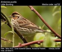 Image result for Emberiza pusilla