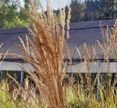 Attēlu rezultāti vaicājumam “Calamagrostis purpurea fruit”