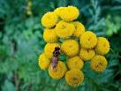 despite its toxicity due to several volatile oils including thujone. - via Daymix