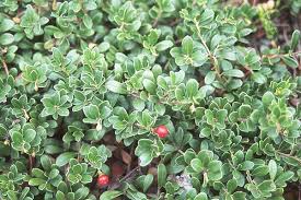 Attēlu rezultāti vaicājumam “Arctostaphylos uva-ursi fruit”