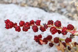 Attēlu rezultāti vaicājumam “Chenopodium foliosum”