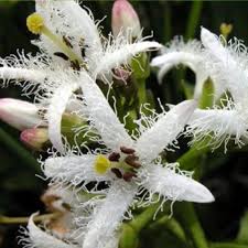 Attēlu rezultāti vaicājumam “Menyanthes trifoliata leaf”
