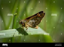 Attēlu rezultāti vaicājumam “Carterocephalus palaemon upperside”