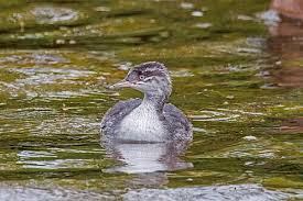 Image result for Podiceps auritus