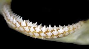 Image result for Ginglymostoma unami