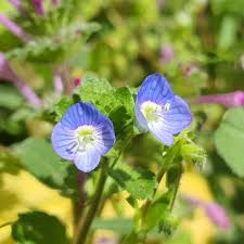 Attēlu rezultāti vaicājumam “Veronica persica”