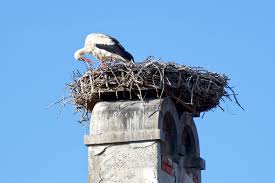 Attēlu rezultāti vaicājumam “Ciconia ciconia nest”