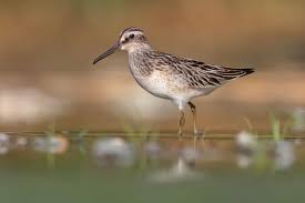 Attēlu rezultāti vaicājumam “Calidris falcinellus adult”