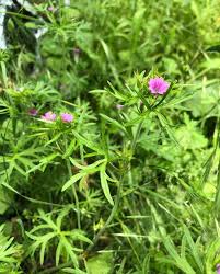 Attēlu rezultāti vaicājumam “Geranium dissectum flower”