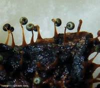 Attēlu rezultāti vaicājumam “Physarum flavicomum”