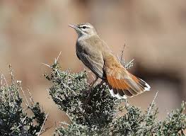 Image result for Cercotrichas galactotes