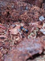 Attēlu rezultāti vaicājumam “Glischrochilus quadripunctatus”