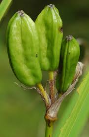 Attēlu rezultāti vaicājumam “Iris pseudacorus fruit”