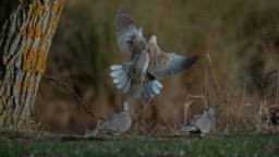 Attēlu rezultāti vaicājumam “Streptopelia decaocto adult”