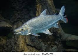 Image result for Goliath Tigerfish