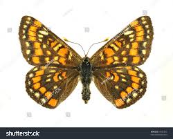 Attēlu rezultāti vaicājumam “Euphydryas maturna pupa”