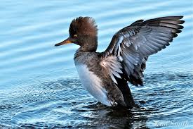 Attēlu rezultāti vaicājumam “Mergus merganser juvenile”
