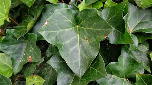 Attēlu rezultāti vaicājumam “Hedera helix  leaf”